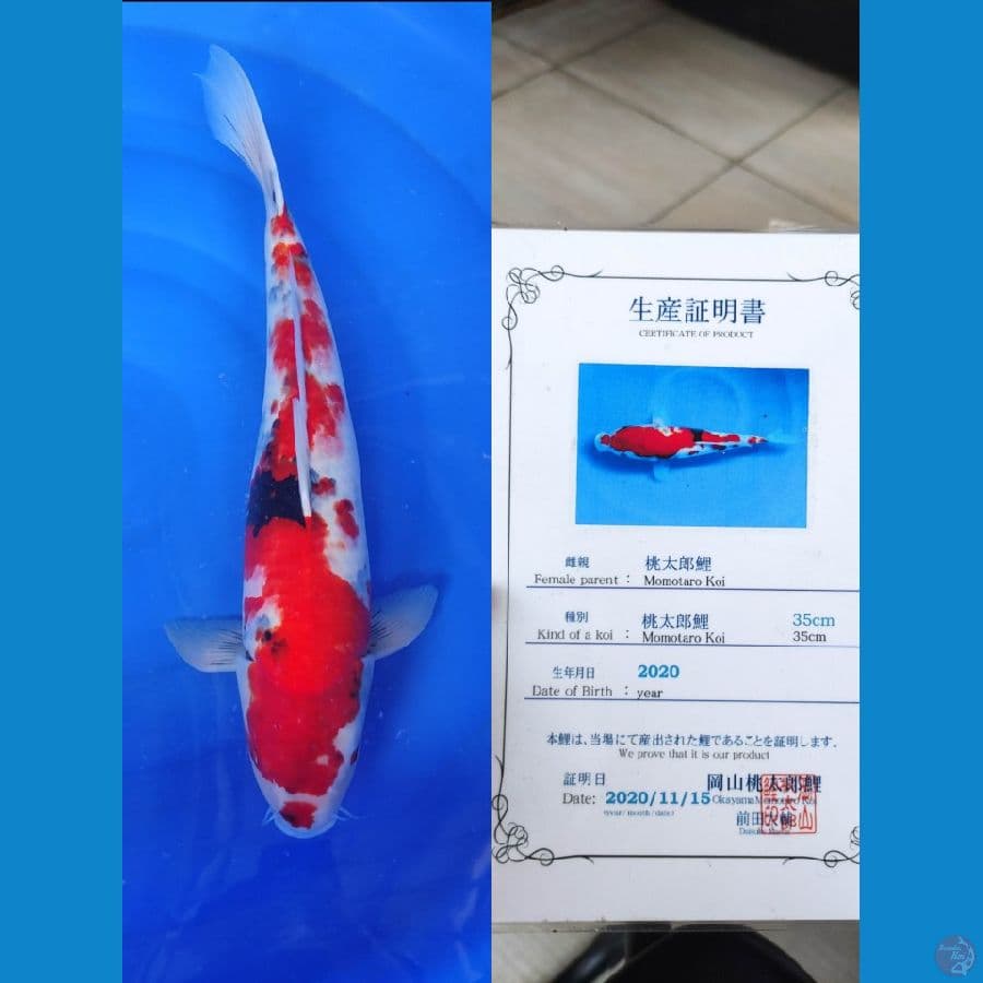 Showa 55cm Momotaro