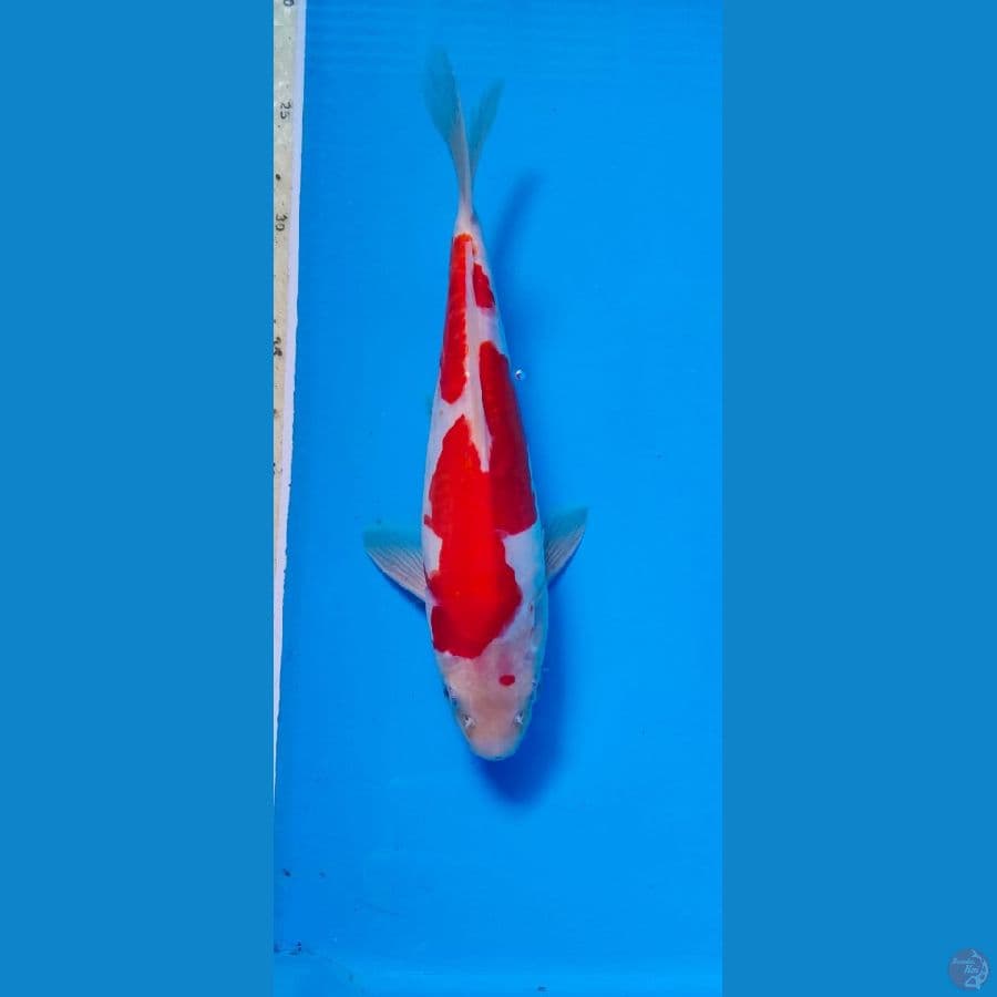 kohaku doith male 24cm