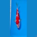 kohaku doith male 24cm 