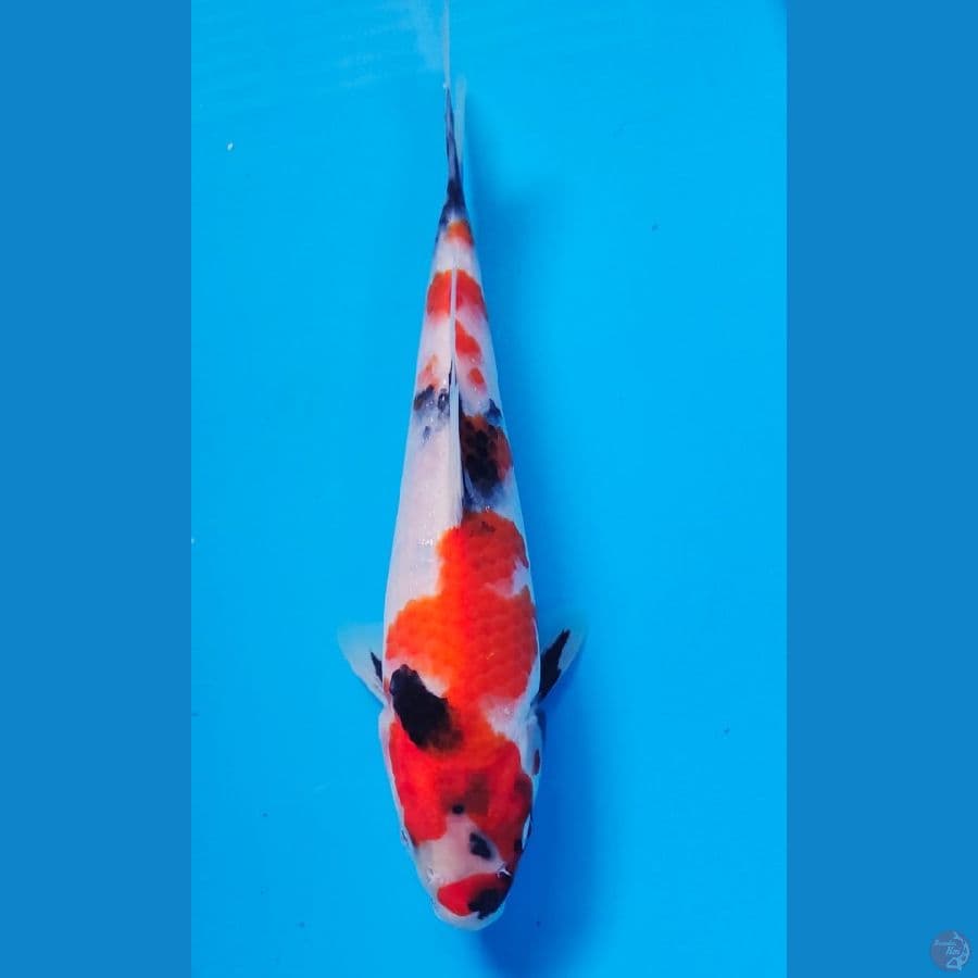 showa 23cm