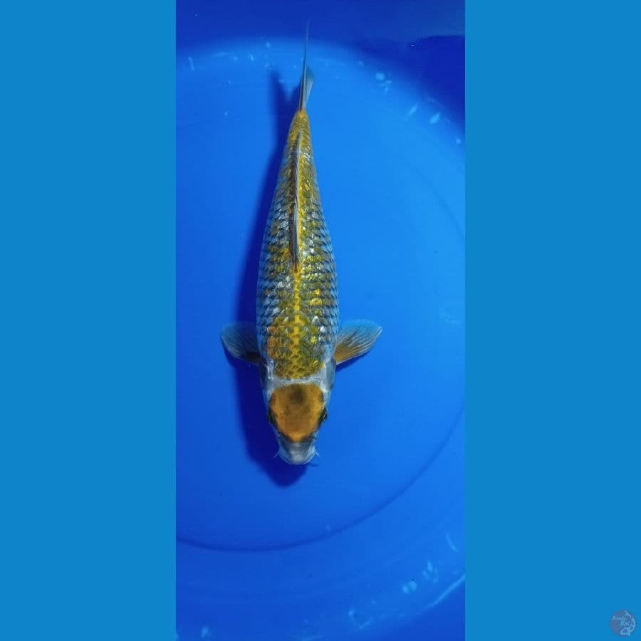 MARUTEN  KOGANE 40 CM GINDRIN 