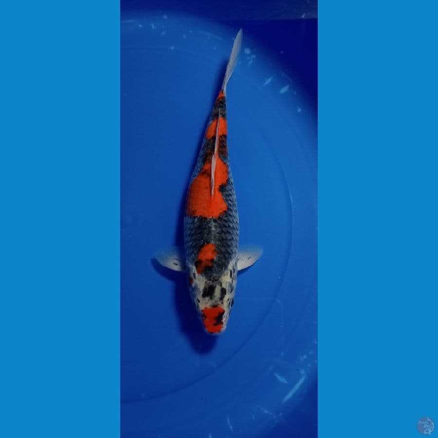 kuro gosiki 32 cm