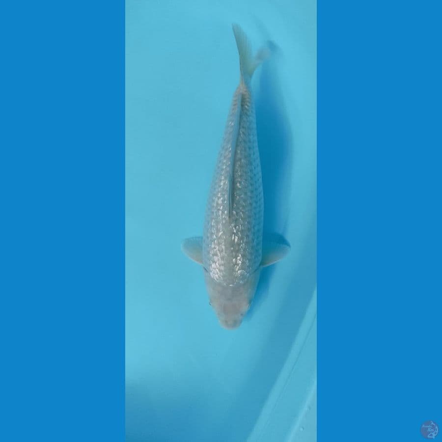 SORAGOI 38CM (MALE) PUNUK