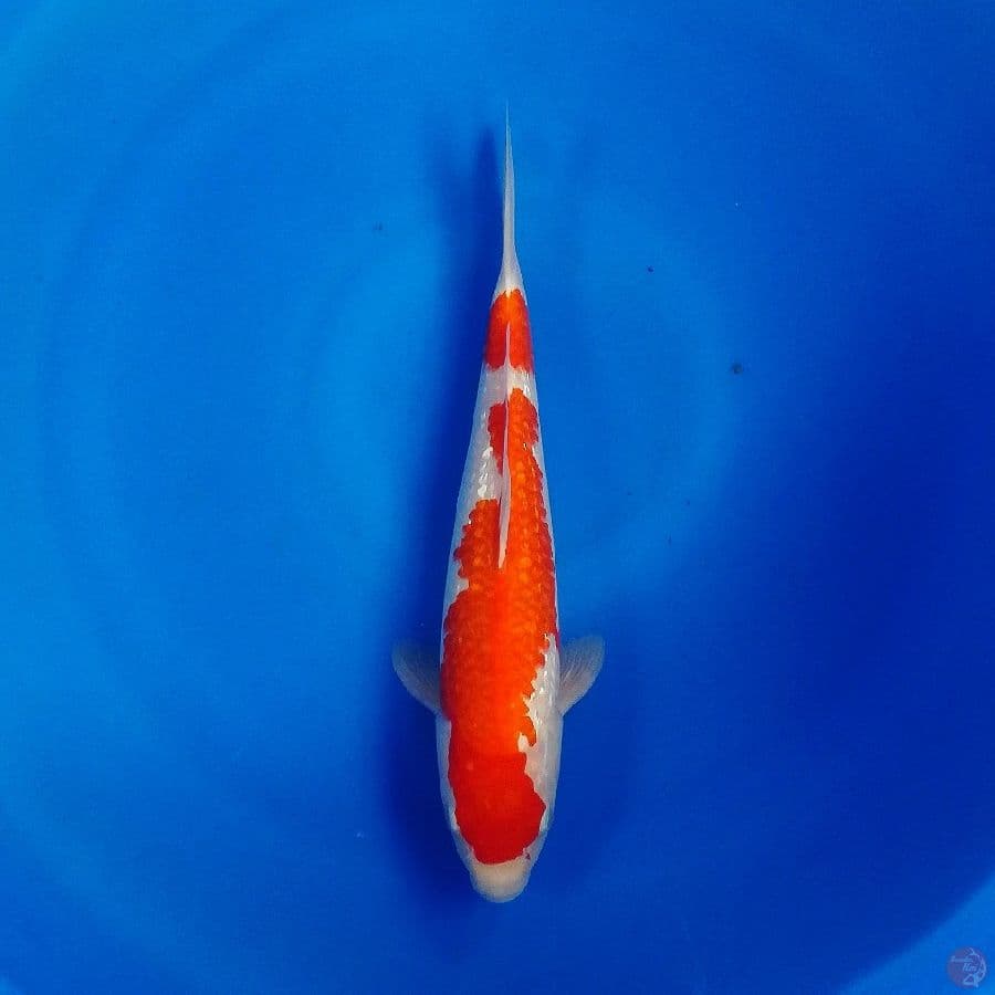 kohaku
