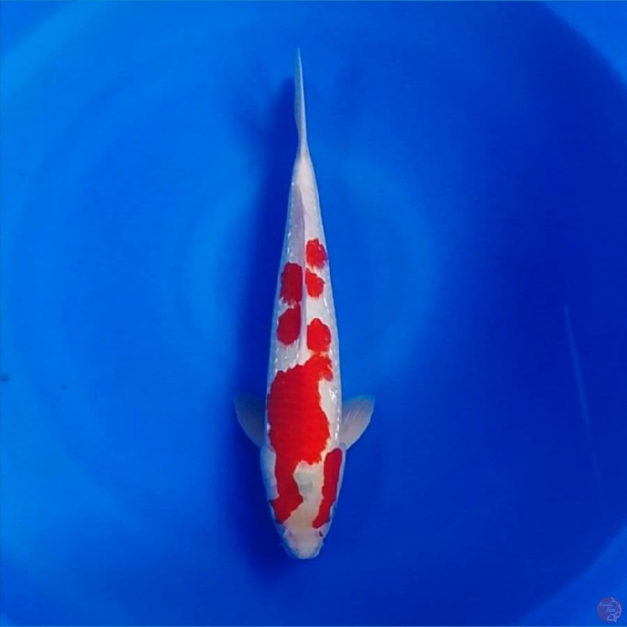 kohaku