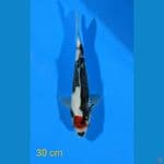 TANCHO SHOWA 30CM