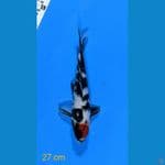TANCHO SHOWA 27 CM