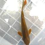 Cagoi doit mulusss.  ±23cm. 