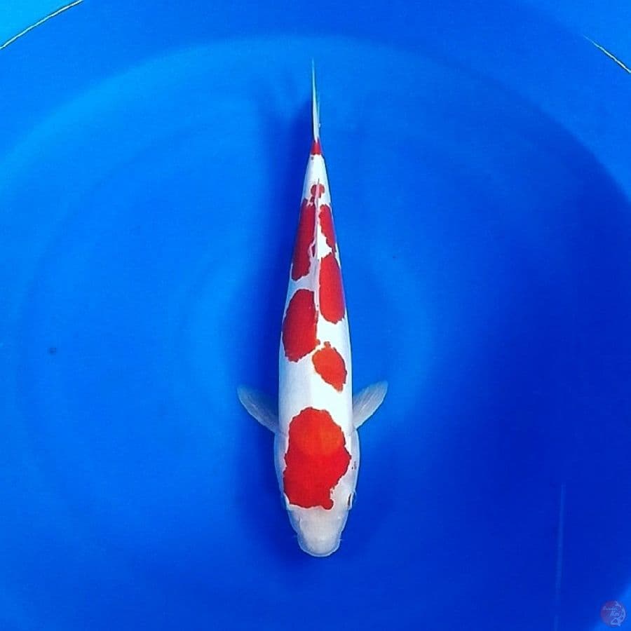 kohaku