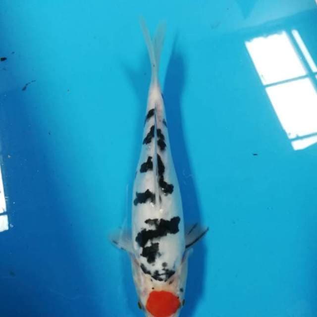 25cm Tancho Sanke
