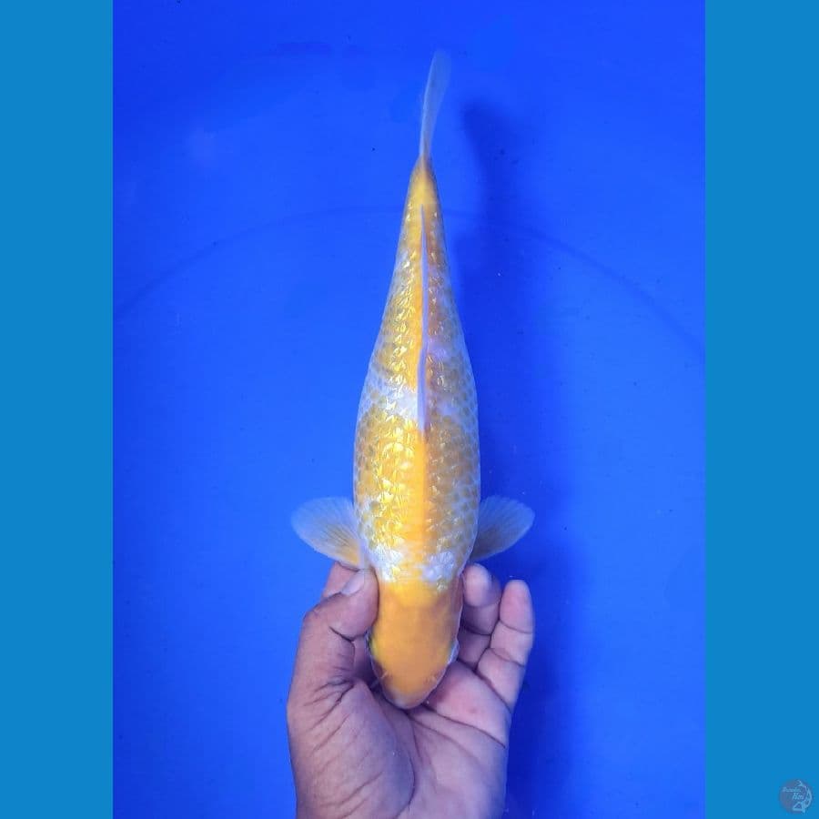 GOLDEN CORN GINRIN