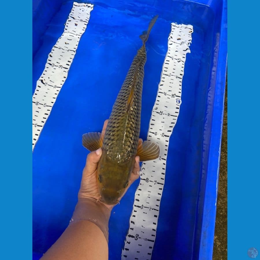jantan 41 cm