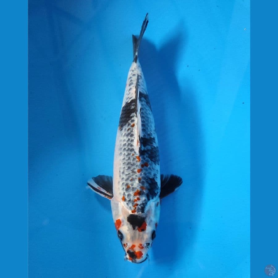 KAGE SHOWA 26CM