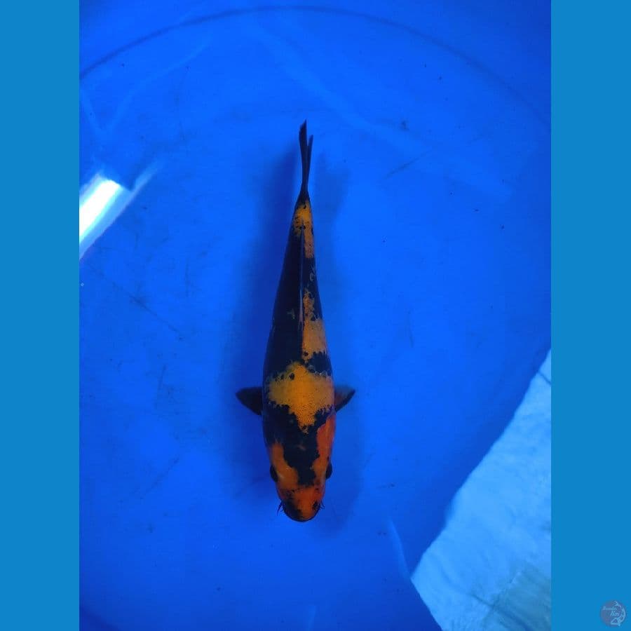 tembus, 21cm