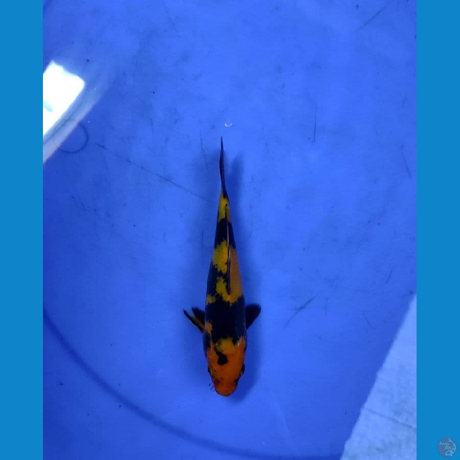 tembus, 15cm