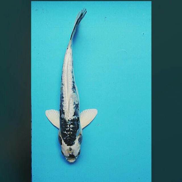 Kin kabuto 30cm male