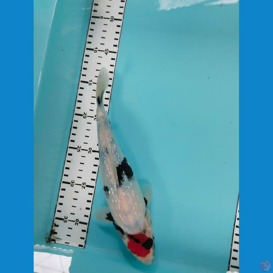 Tancho showa SQ 25cm