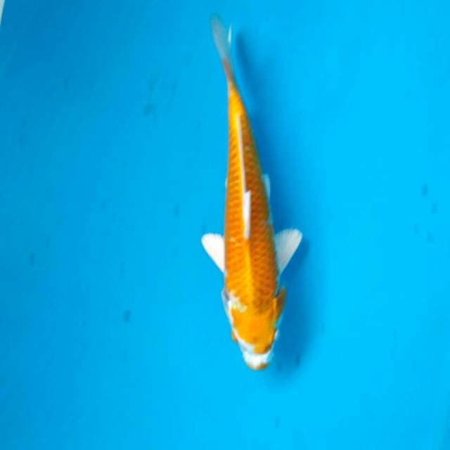 Hariwake