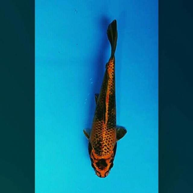 Hiu utsuri metallic 28cm