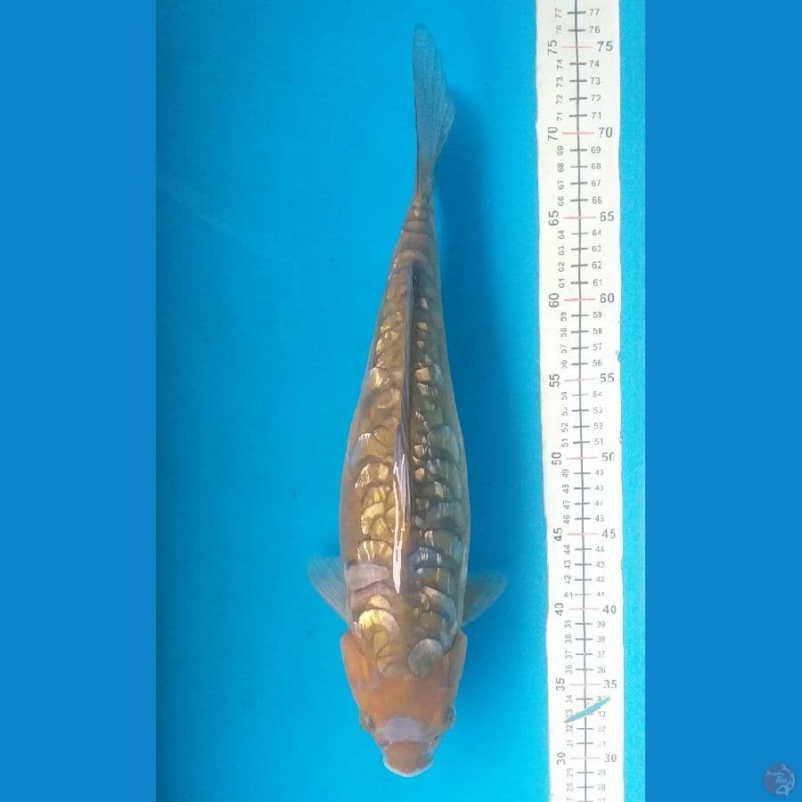 Chagoi Aragoke 41cm/F