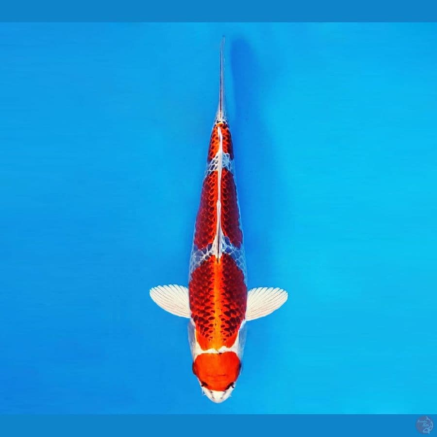 SAMOSA 1 ~ Maruten Kujaku 33 cm/male ™