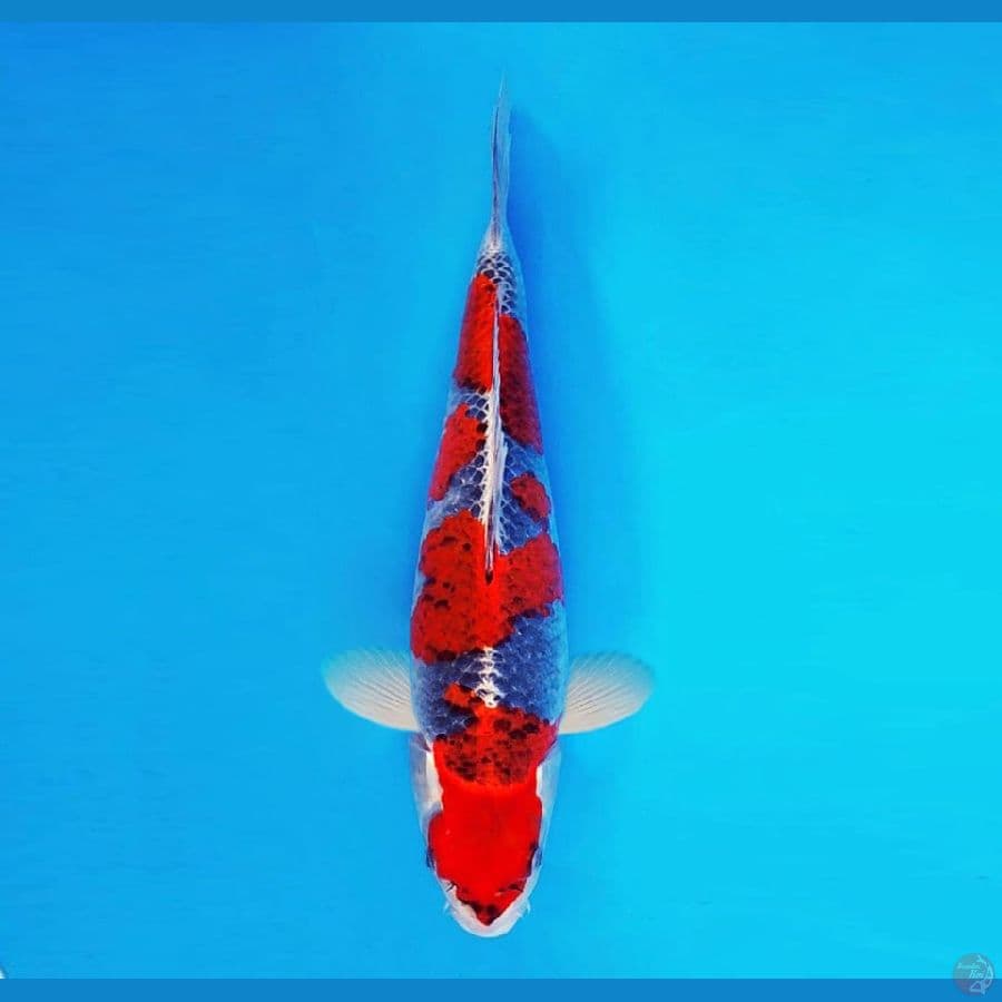 SAMOSA 2 ~ Goshiki 35 cm/male ™