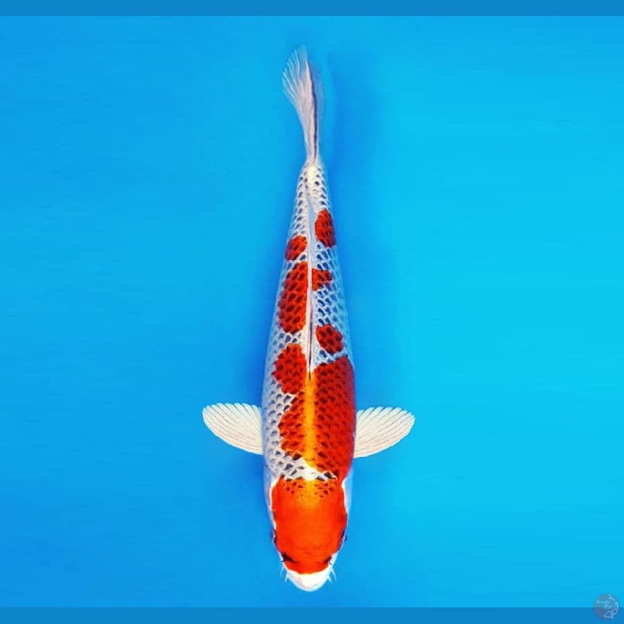 SAMOSA 7 ~ Kujaku 32 cm/male ™