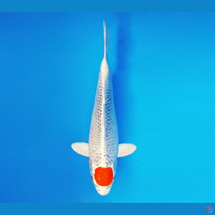 SAMOSA 10 ~ Tancho Kujaku 34 cm/fm ™