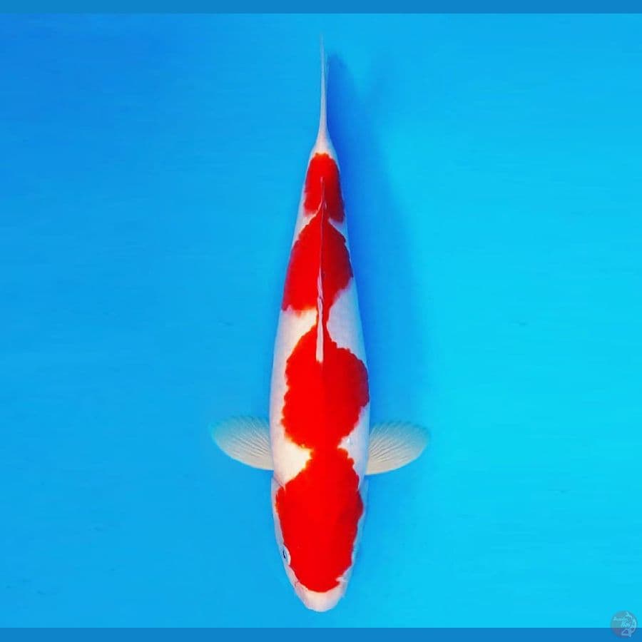 SAMOSA 9 ~ Kohaku 34 cm/fm ™