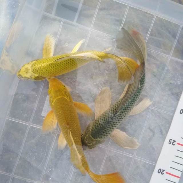 Kumpay mix ±20-23cm