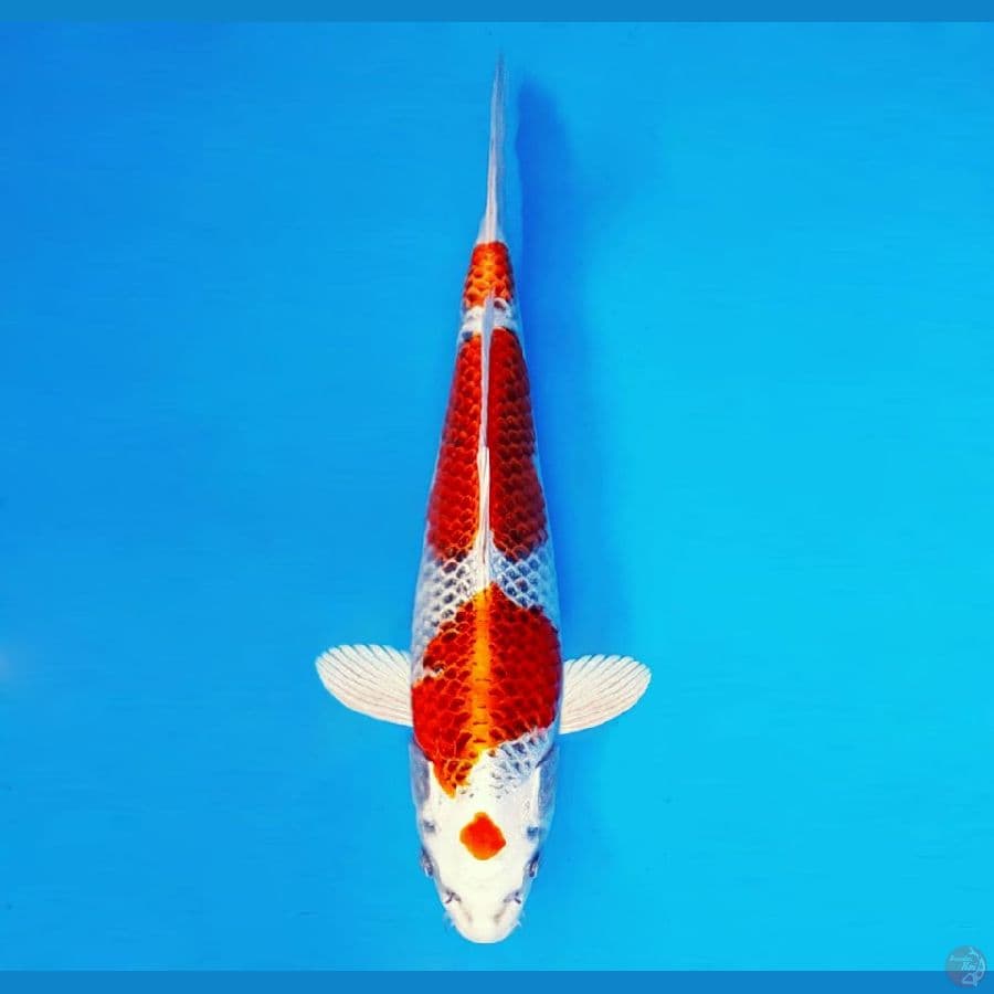 SAMOSA 11 ~ Kujaku 32 cm/male ™