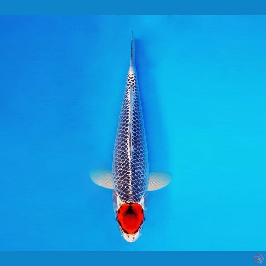 SAMOSA 12 ~ Tancho Goshiki 35 cm/male ™