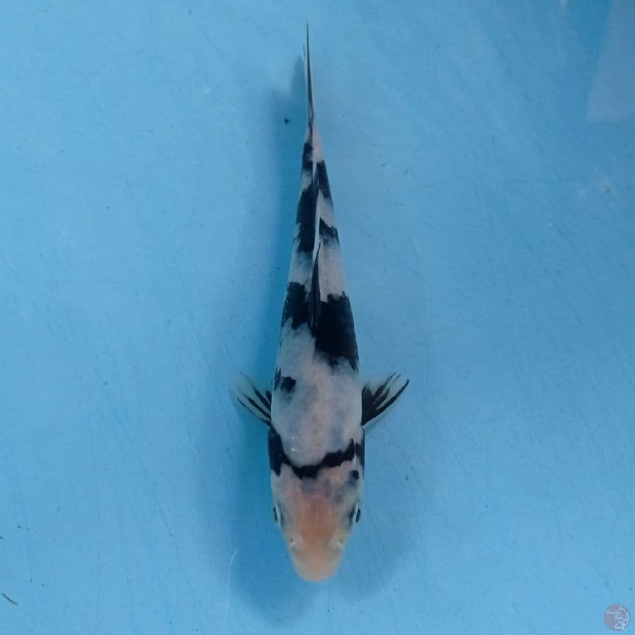 shiro, 16 cm
