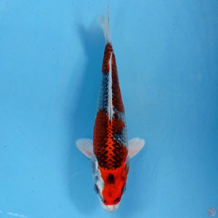 kujaku, 22 cm