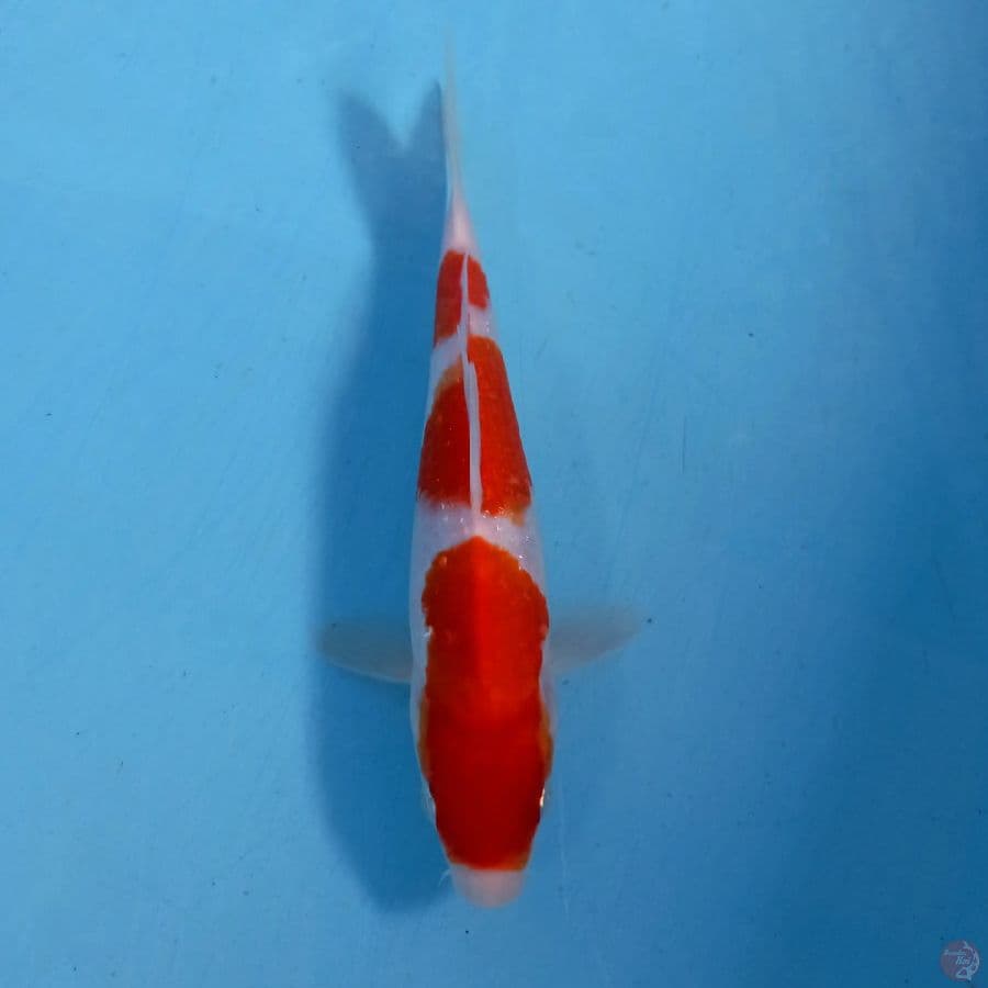 kohaku, 21 cm