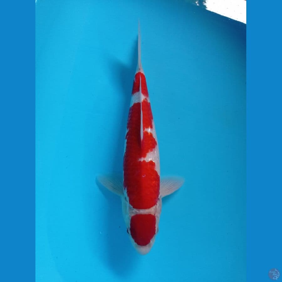 KOHAKU GINRIN
