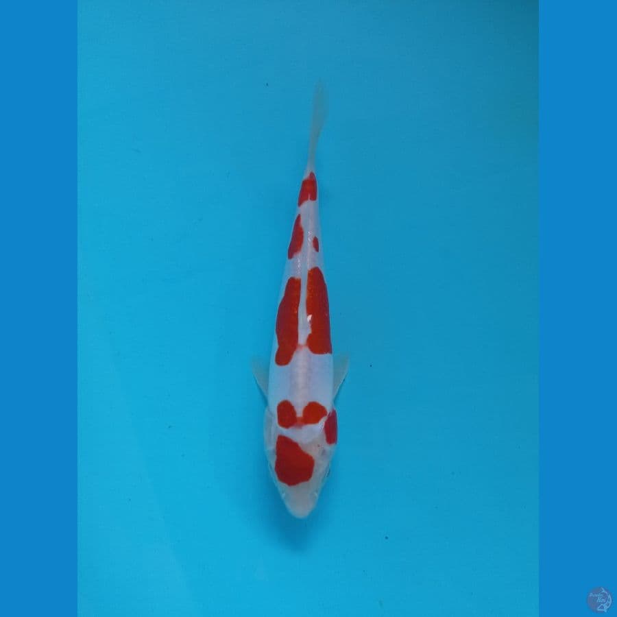 KOHAKU DOITSU