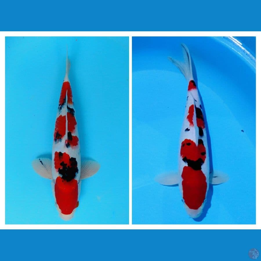 all male all sisik 35cm