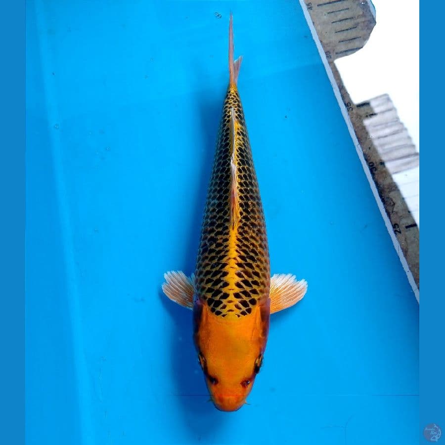 kin matsuba 26 cm