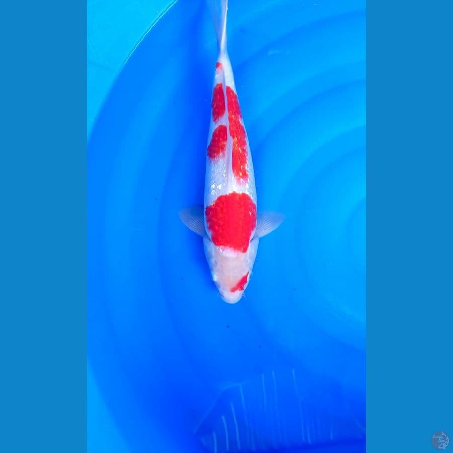 M 34Cm #KOHAKU GINRIN