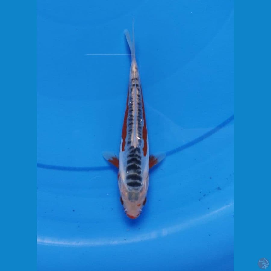 SHUSUI SQ (JUARA 4, 2nd Mega Jatim KOI SHOW)