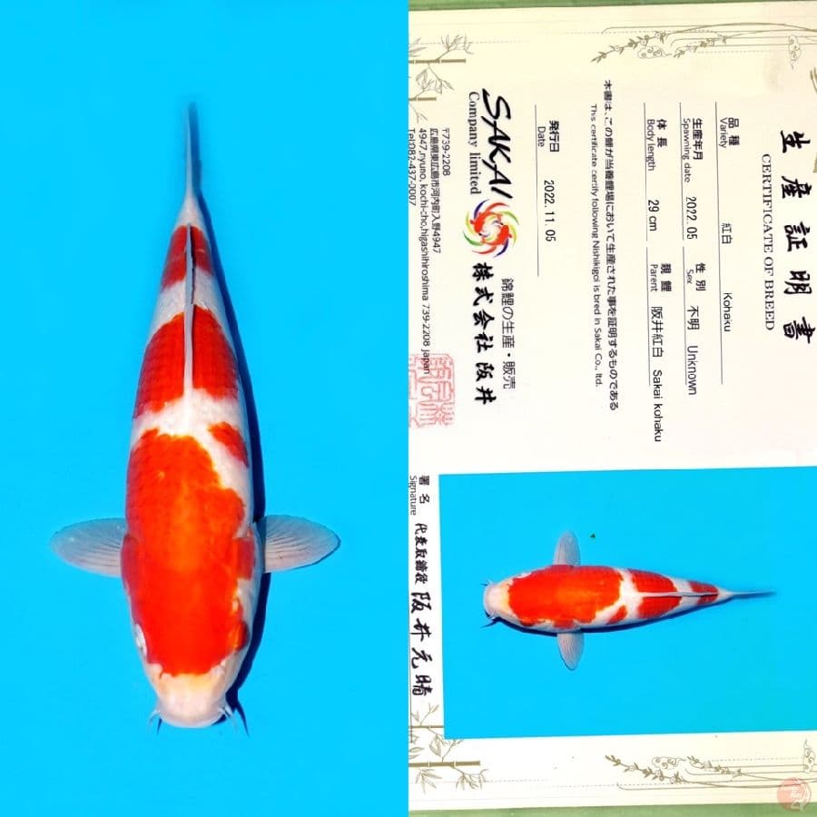 SAKAI KOHAKU HQ 37CM