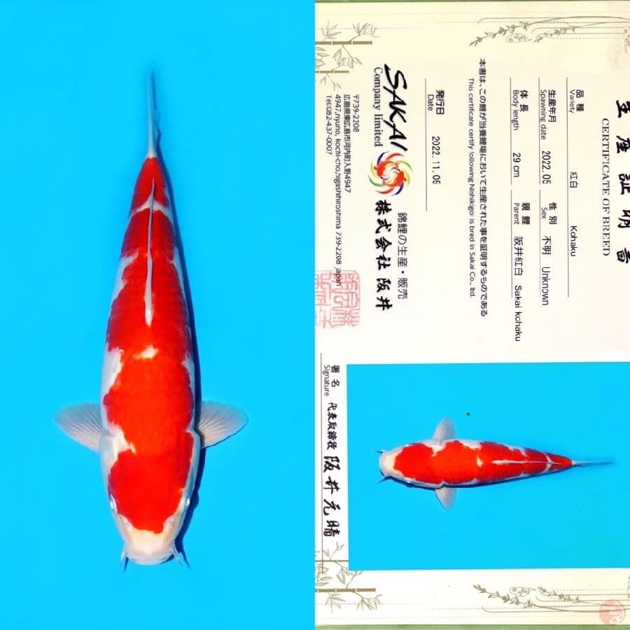 MARUTEN SAKAI KOHAKU 37CM