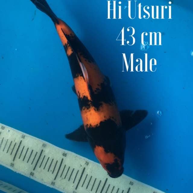 Hi utsuri Super 43cm Male