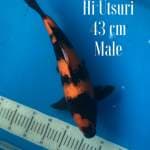 Hi utsuri Super 43cm Male