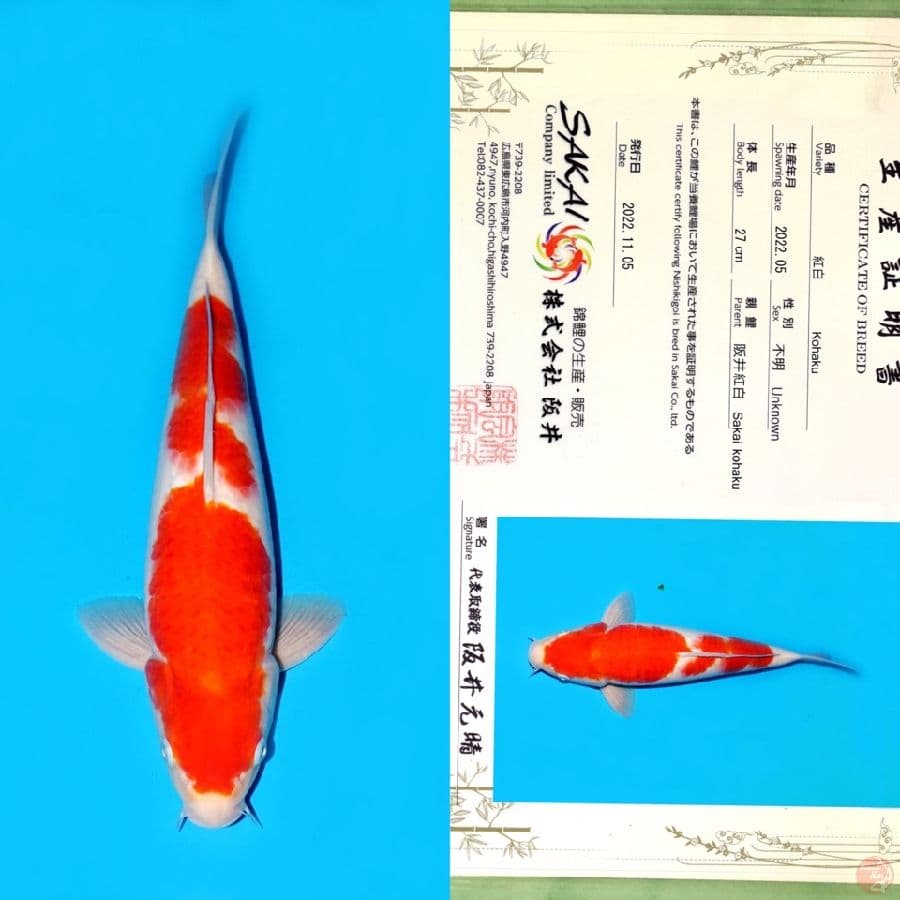 SAKAI KOHAKU HQ 35CM