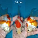 Tamasaba Long Tail 14 cm