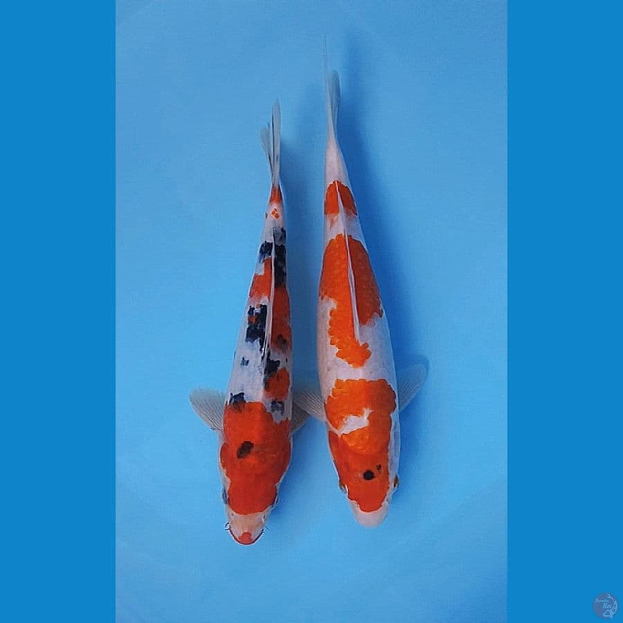 MIX DUO SANKE - KOROMO 26-28CM