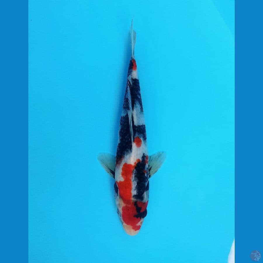 SHOWA KINDAI ML 26+CM