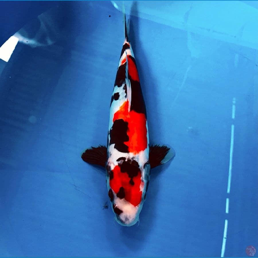 showa doitsu 28cm